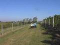 A Kinkead Ridge Winery 2007 Mini-Movie-Roussanne Harvest