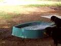 STORP: FUN FOR DOGS