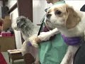 HSUS Puppy Mill Investigation Spurs Rescue