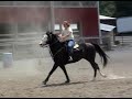 Gismo barrel horse for sale Gismo barrel horse for sale