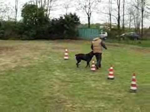 FREDDY AL LAVORO A CAMPO HOBBIT