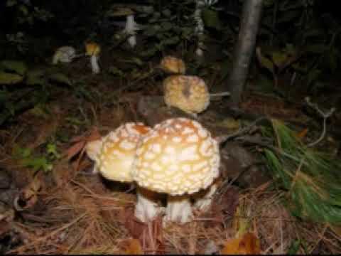 how to grow amanita muscaria