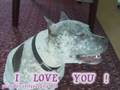 PitBull Sharky says I LOVE YOU! My Smart Doggy!