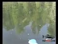 Northern Pike Eats A Bass Fishing