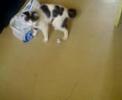 cheap toys for cats lol