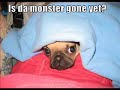 Very Funny Dogs 3