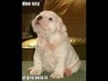 Very Funny Dogs 3