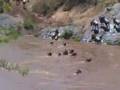 Zebras & Wildebeast Crossing Mara River