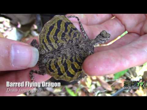 YouTube reptile video