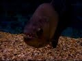 aquazone