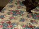 Ariana, Adopted Ariana, Adopted