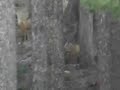 Fox Eats Crow