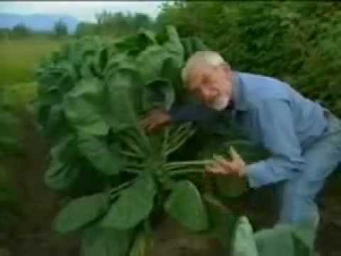 how to grow tea leaves