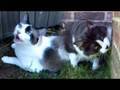 Otto and Egon Go Outside