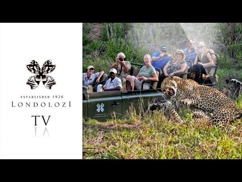 male leopard