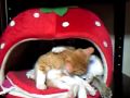 Love love(chaton kitten)) Love love(chaton kitten))