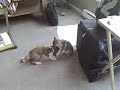 babbie boxer puppie pt1 babbie boxer puppie pt1