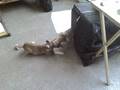 babbie boxer puppie pt1