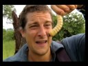 Born Survivor - Rhino Beetle Larvae Born Survivor - Rhino Beetle Larvae