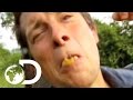 Born Survivor - Rhino Beetle Larvae