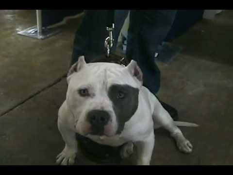 Bully 2011 - A/V Final Project Video; Produced & Edited by Leslie Graves, Interviews from Dave Wilson (ABKC President/Owner, Atomic Dogg Magazine, Razor Edge Bloodline) a...