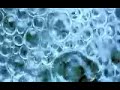lali puna - Clearcut - Clear Cut (produced by Bomb The Bass)