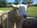 Baa Baa Black Goat