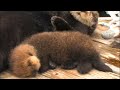 Southern Sea Otter Pup