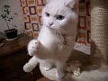 猫のびっくり顔