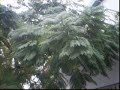 Nieve en Buenos Aires, toma 4... Nieve en Buenos Aires, toma 4...