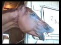 Rags To Riches & Pletcher Shedrow at Saratoga