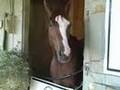 Rags To Riches & Pletcher Shedrow at Saratoga