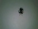  Fighting Spiders