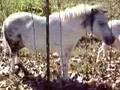 I WANT A MINI HORSE!