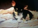 PUPPIES FOREVER