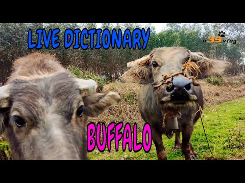 Con Trâu 2 - Live Dictionary