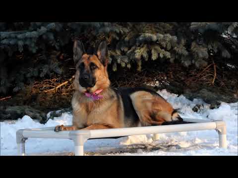 german shepard