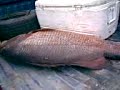 Pargo