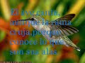 Frases de otimismo