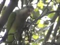 Wild Parrots of Brooklyn