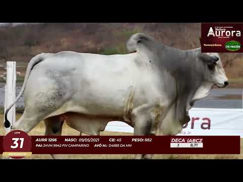 4� De Olho na Fazenda - NELORE AURORA participa��o Chico Paulic�ia