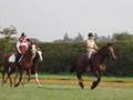 20 mile gallop at Newmarket, over 3000 horses went!
