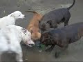 STAFFBULLS!!!  EQUILIBRADOS!!!