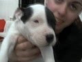 apbt-esp madrid