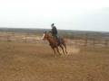 videos de Deana riding Tracer in the arena