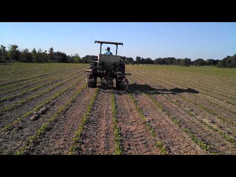 how to fertilize peanuts