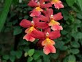Tit�s-flores