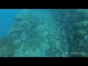 Bottom of the sea remains??????????????