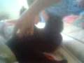 Blacky wird rasiert