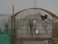 Curi� "Paracambi" galando!!!